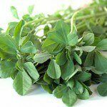 Fenugreek