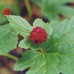 Goldenseal