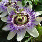 Passion Flower