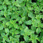 Stinging Nettle